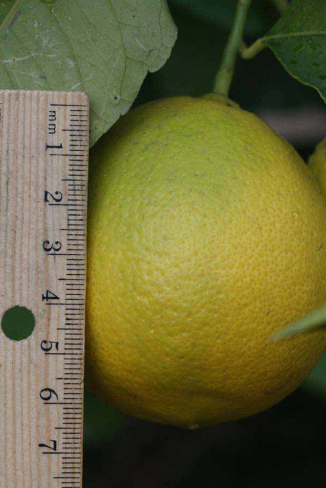              Fruit (Riverside, CA)       